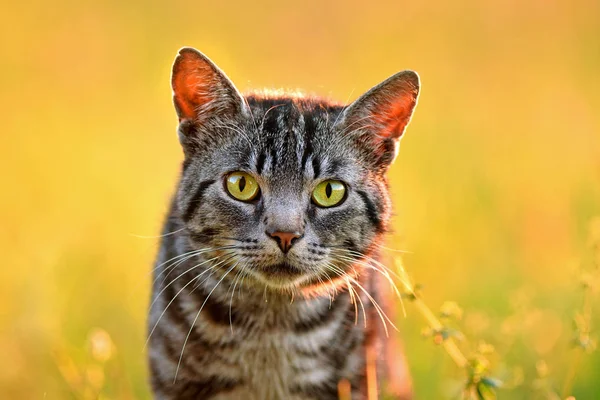 Yerli kedi geri güneş tarafından yaktı, fotoğraf kapatmak Stok Fotoğraf