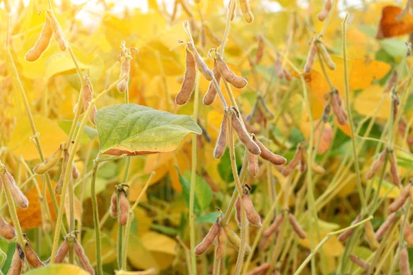 Gebied van rijpe sojabonen planten — Stockfoto