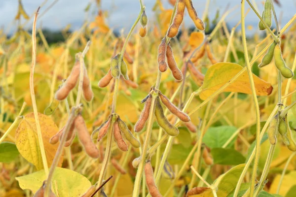 Fältet av mogna sojabönor växter — Stockfoto