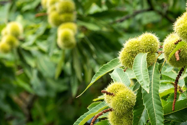 Sweet chestnuts growing on a tree — Stock Photo, Image