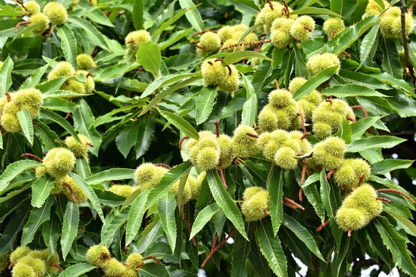 Tatlı kestane ağaç büyüyen