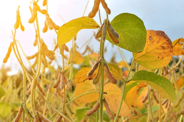 成熟的大豆植物在外地的增长。大豆农业 图库照片