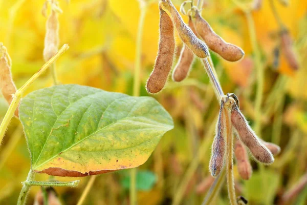 Bir alanda büyüyen olgun soya bitkilerin yakın çekim - Stok İmaj