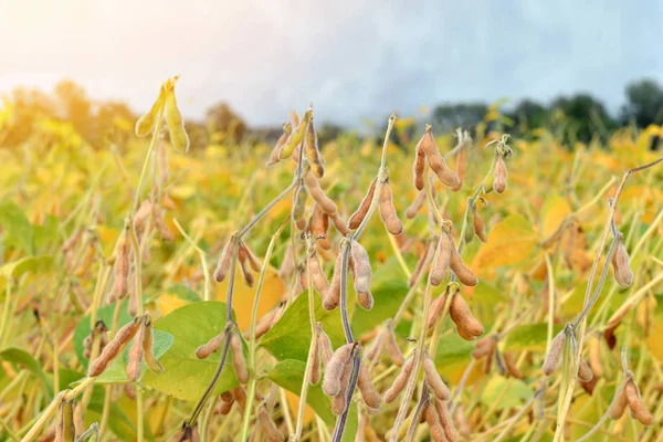 成熟的大豆植物生长在字段中的特写 免版税图库照片