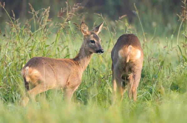 Zwei Rehe, die auf einem Feld grasen — Stockfoto