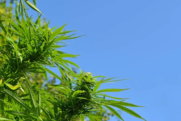 Cannabis plant in bloei stadium groeit openlucht met blauwe hemel hierboven — Stockfoto