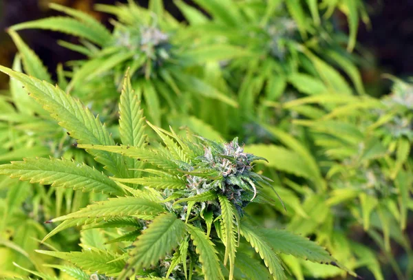 Plante de cannabis avec bourgeons poussant en plein air — Photo