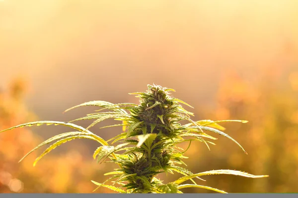 Cannabis bud, iluminado pela luz quente da manhã cedo — Fotografia de Stock