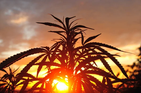 Silhueta de planta de cannabis no início da manhã, crescendo ao ar livre — Fotografia de Stock