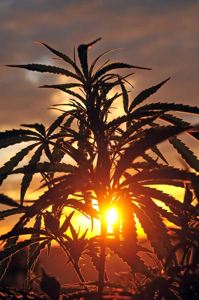 Silhueta de planta de cannabis no início da manhã, crescendo ao ar livre — Fotografia de Stock