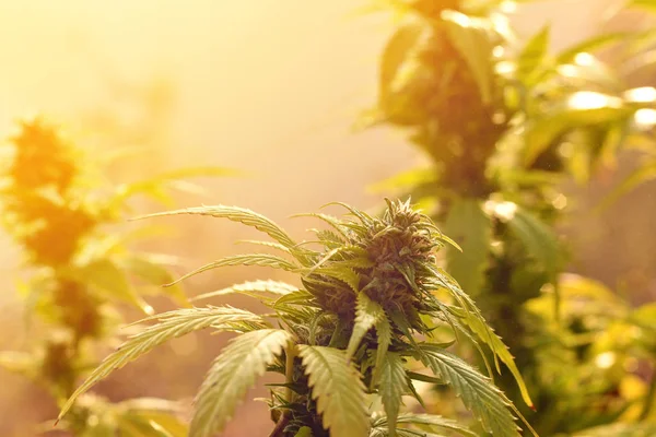 Cannabis planta crescendo ao ar livre, iluminado pela luz da manhã quente — Fotografia de Stock
