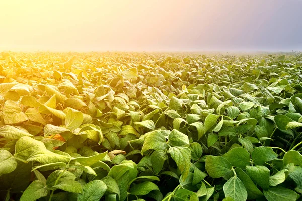 Sojabönor plantage i tidigt på morgonen. Soy jordbruk — Stockfoto