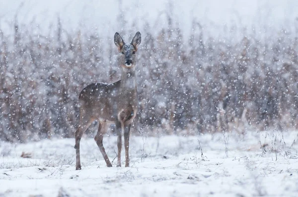 Caprioli selvatici in una tempesta di neve — Foto Stock