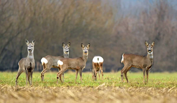 Wild roe deer herd in a field — Stock Photo, Image