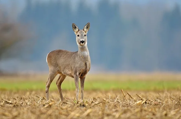 野の野生のイエロー鹿 — ストック写真