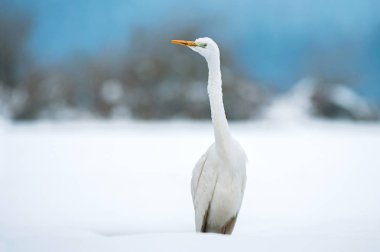 Kışın büyük beyaz ak balıkçıl