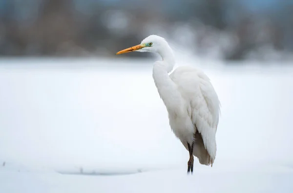 冬天的大白白鹭 — 图库照片