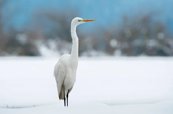 冬天的大白白鹭 — 图库照片