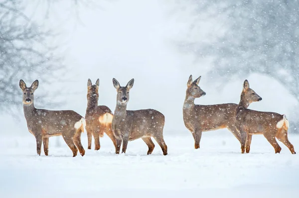 Reh-Herde im Schneefall — Stockfoto