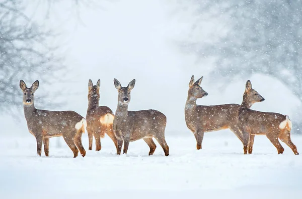 Troupeau de chevreuils sauvages dans une chute de neige — Photo