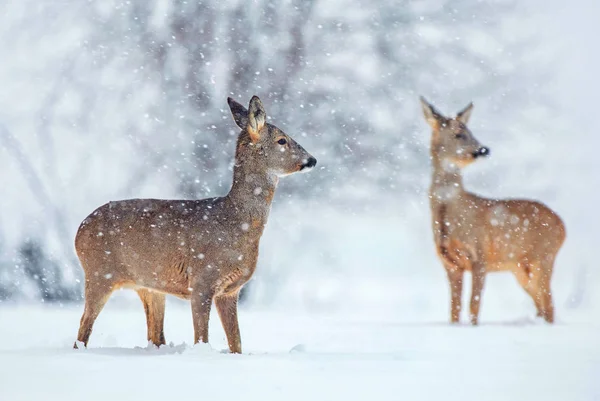 降雪で野生のノロジカ — ストック写真