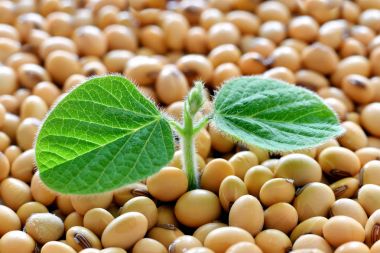 Genç soya bitki, soya tohumu takımıdır