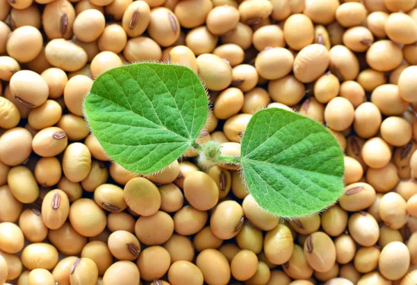 Young soy plant, germinating from soy seeds — Stock Photo, Image