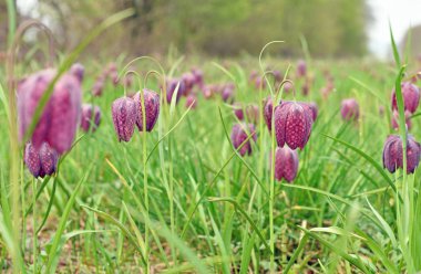 Snakes head fritillary flowers in a field clipart