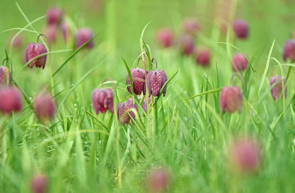 Snakes head fritillary flowers in a field — Stock Photo, Image