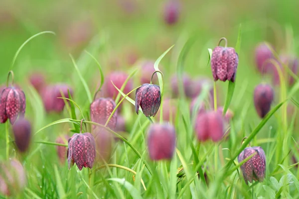 Snakes head fritillary flowers in a field — Stock Photo, Image