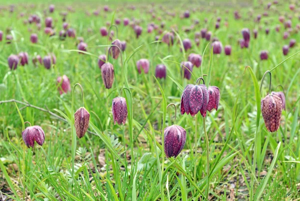 Snakes head fritillary flowers in a field — Stock Photo, Image