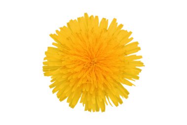 Yellow dandelion flower, isolated on white background clipart
