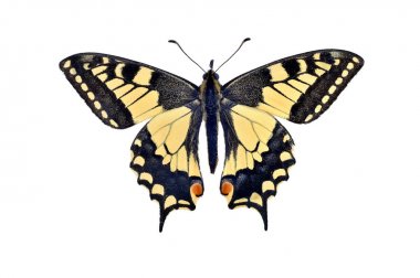 Eski Dünya swallowtail kelebek (Papilio Machaon), w izole