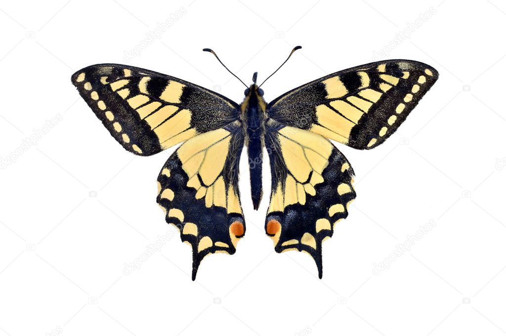 Old world swallowtail butterfly (Papilio Machaon), isolated on w