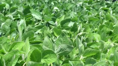 Soya tarlası ve soya bitkileri güneşli bir günde rüzgarda hareket ediyor.
