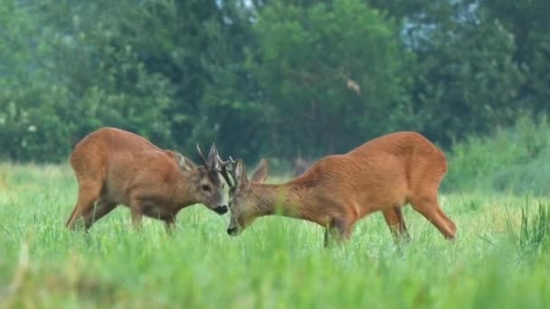 两只野鹿在田野里嬉笑着互相争斗 — 图库视频影像