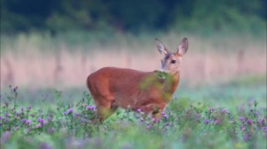 Yabani yumurta geyiği (Capreolus capreolus), mor çiçeklerle dolu bir tarlada otlar.