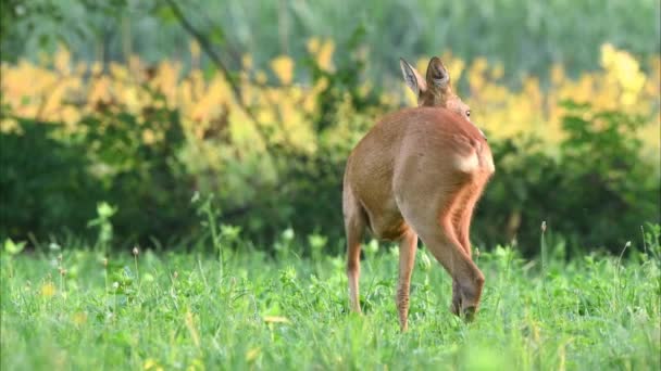Cerf de Virginie (Capreolus capreolus) broutant dans un champ le matin d "été
