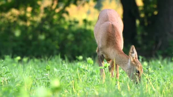 Cervo Corça Selvagem Capreolus Capreolus Pastando Campo Uma Manhã Verão — Vídeo de Stock