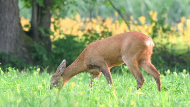 Cervo Corça Selvagem Capreolus Capreolus Pastando Campo Uma Manhã Verão — Vídeo de Stock