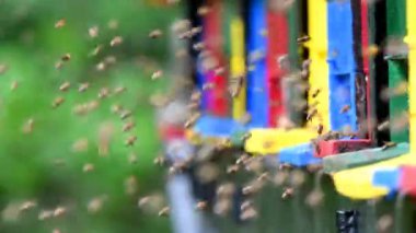 Arı kovanının etrafında uçuşan arı sürüsünün videosunu kapat