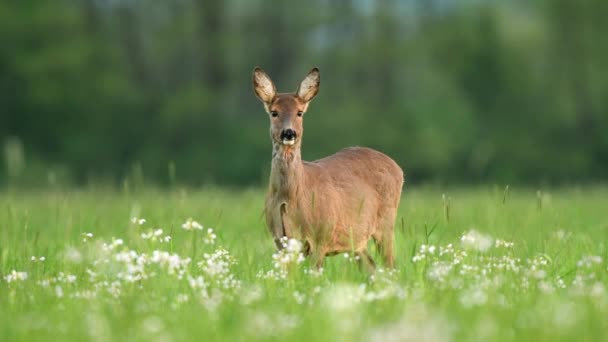 Cervo Corça Selvagem Capreolus Caprelus Parado Alerta Campo Durante Estação — Vídeo de Stock