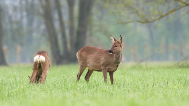 Dois Cervos Selvagens Corça Pastando Campo Durante Estação Primavera — Vídeo de Stock