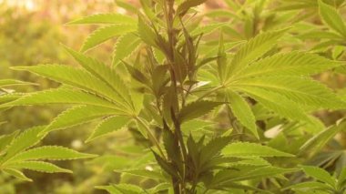 Kenevir bitkileri ve kenevir yaprakları dışarıda yetişiyor.