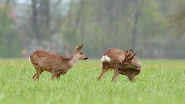 Twee Wilde Ree Herten Grazen Een Veld Tijdens Het Voorjaarsseizoen — Stockvideo