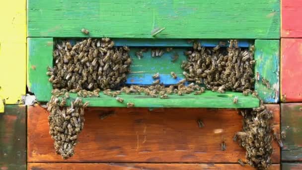 Közelkép Méhrajról Ahogy Méhkasban Repkednek — Stock videók