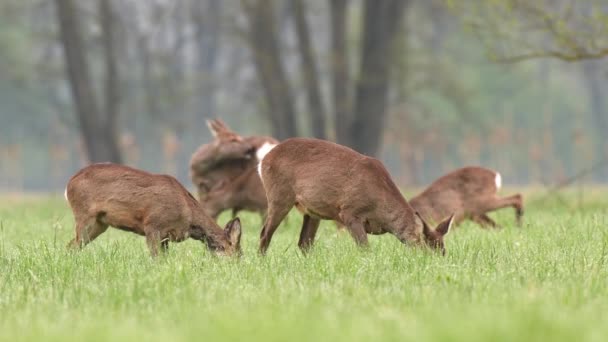 在早春季节的田野里吃草的鹿群 — 图库视频影像