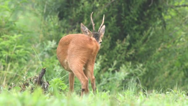 La rondelle capricieuse (Capreolus caprelous) se tient debout dans un champ et gratte le dos.