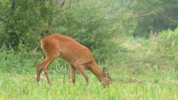 Cervo Corça Selvagem Capreolus Caprelous Campo Busca Comida — Vídeo de Stock