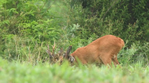 野生のカプレオラスの背甲 カプレオラス属 畑に立って食物を探す — ストック動画